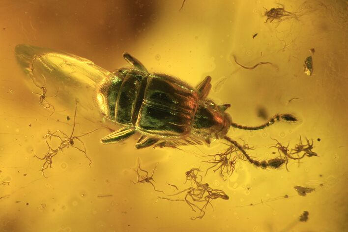 Detailed Fossil Beetle (Coleoptera) In Baltic Amber #109468